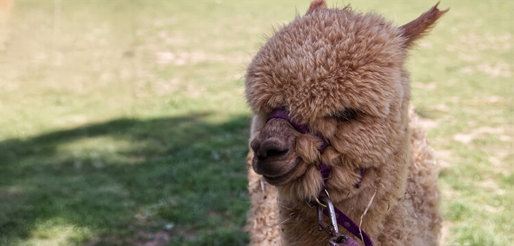 Alpaca Walking Experience Warwickshire