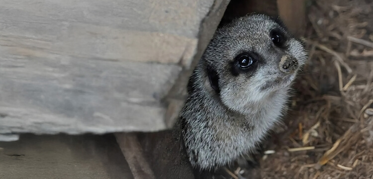 Animal Encounters Warwickshire