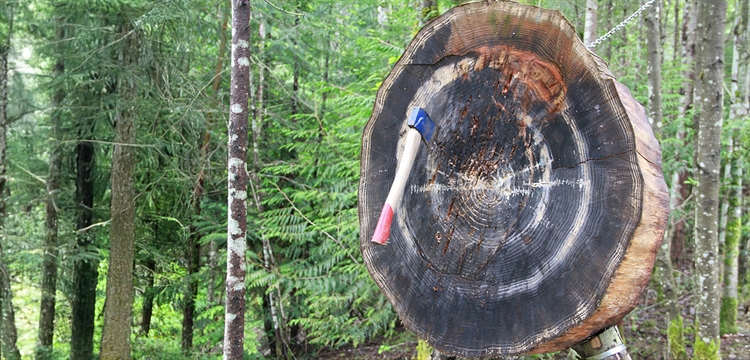 Axe Throwing for Two