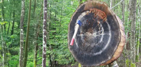 Axe Throwing in Kent