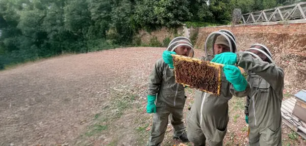 Beekeeping Course in Kent