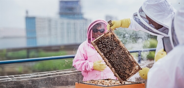 Beekeeping Experience Days Sheffield