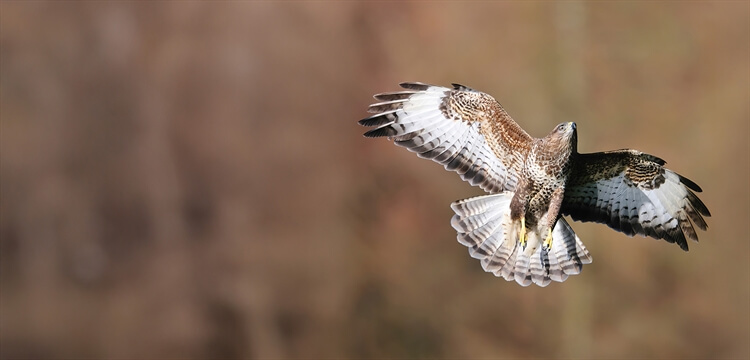 Bird & Wildlife Photography Courses & Breaks Wales