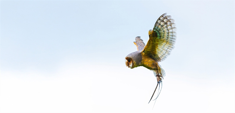 Bird of Prey Photography Derbyshire