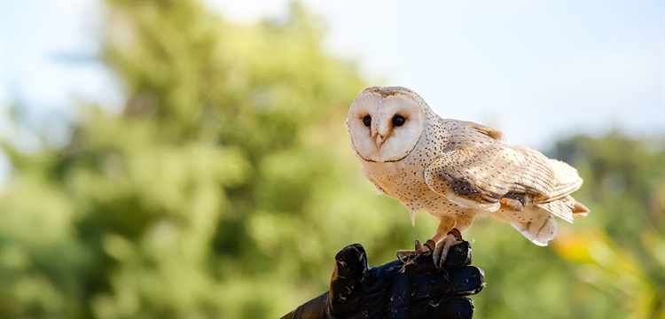 Birds of Prey Coaville (North West Leicestershire)