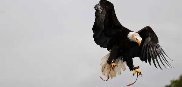 Falconry in Dorchester