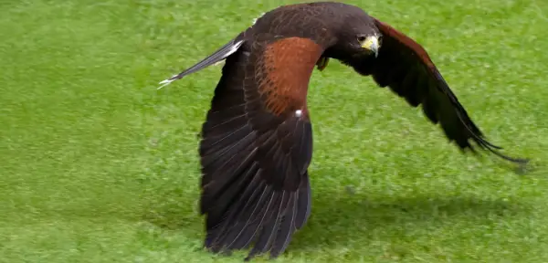 Birds of Prey Peterborough