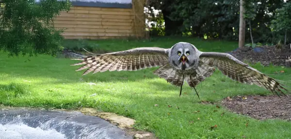 Birds of Prey Photography