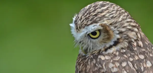 Falconry Shrewsbury