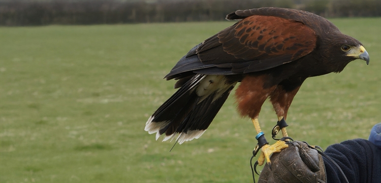 Birds of Prey Staffordshire