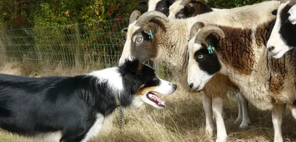 Border Collie Experience