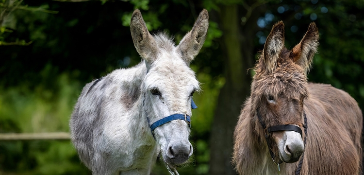 Donkey Walking Experience & Picnic in Surrey