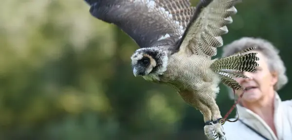 Birds of Prey Hagley