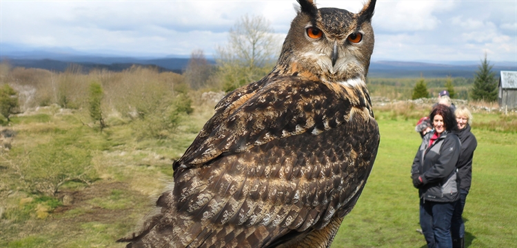 Falconry Days Northumberland