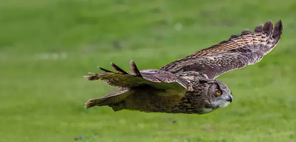 Falconry in Edinburgh