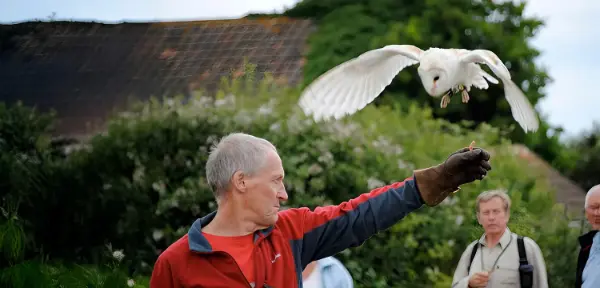 Birds of Prey Gloucestershire