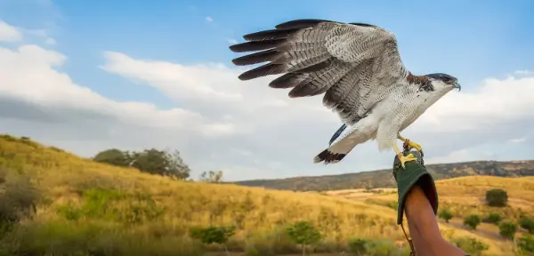 Falconry Experiences in Halifax