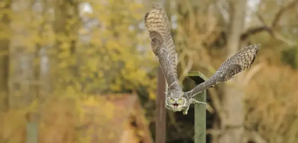 Birds of Prey Bedfordshire