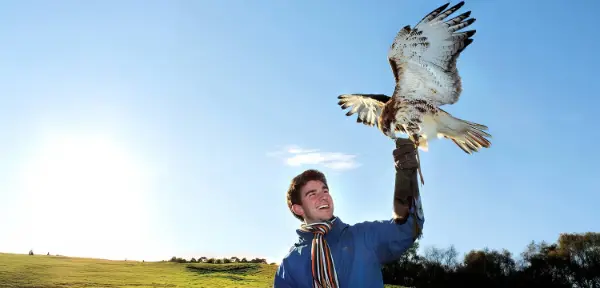 Falconry in Cheshire