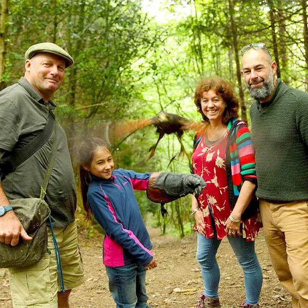 Birds of Prey in Devon