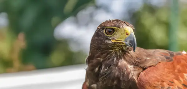 Birds of Prey Sevenoaks