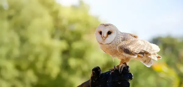 Birds of Prey in Surrey