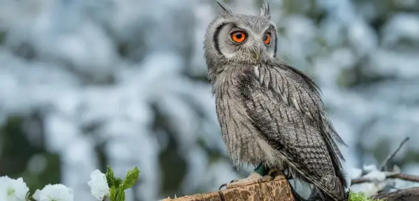 Birds of Prey Encounters Oxfordshire