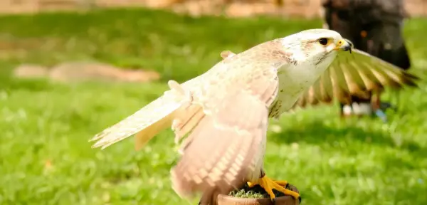 Falconry West Sussex