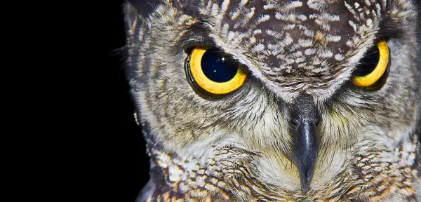 Birds of Prey West Yorkshire