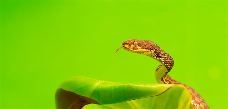 Group Venomous Snake & Crocodile Encounter