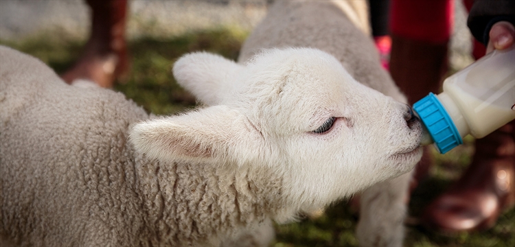 Lambing Experiences Leicestershire