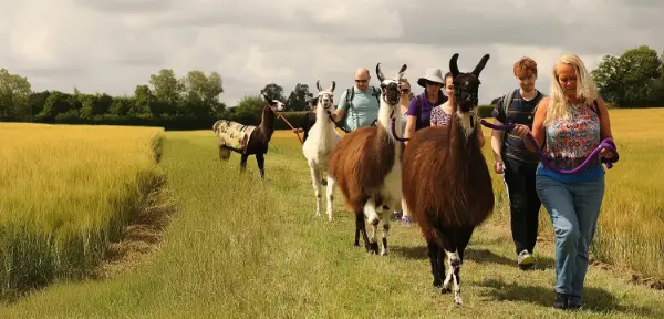 Llama Trekking for Two Northamptonshire