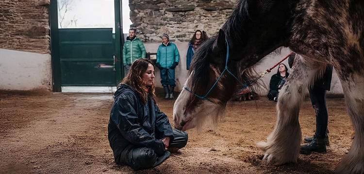 Meditate with Horses in the Lake District