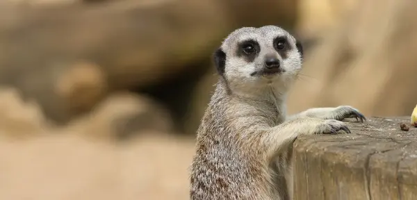 Meerkat Experience for Two