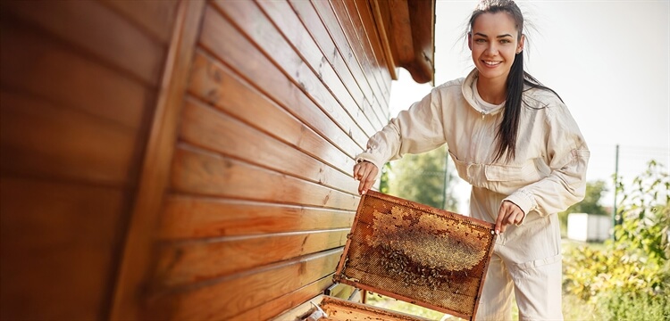 Meet the Bees & Beehive Adoption Surrey