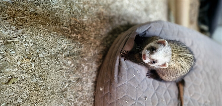 Meet the Ferrets in Essex