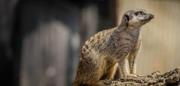 Meet the Meerkats in Oxfordshire