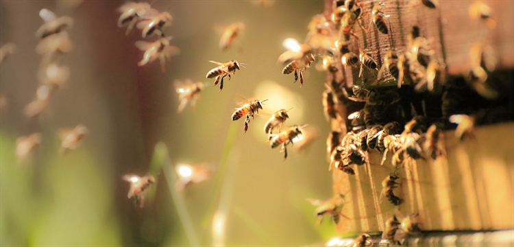 Online Introduction to Beekeeping Course