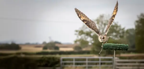 Owl Experience Derbyshire