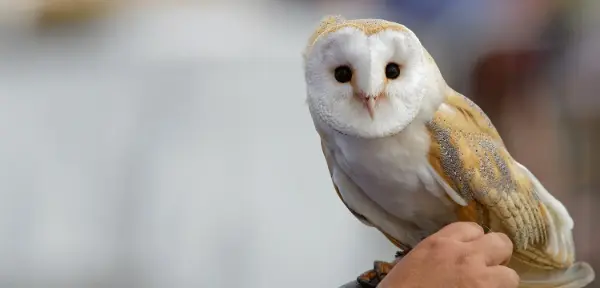 Owl Experience Hertfordshire