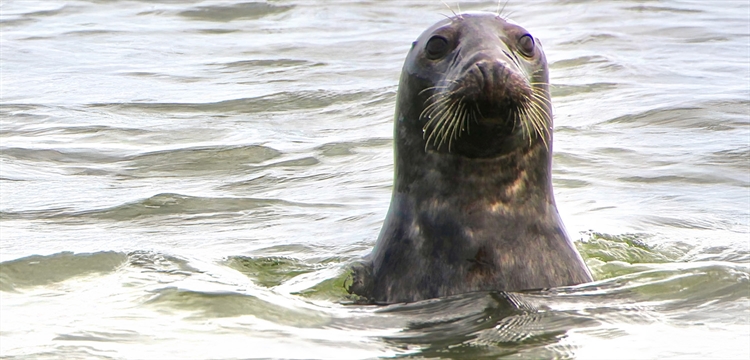 Scroby Sands Seal Watching Tour