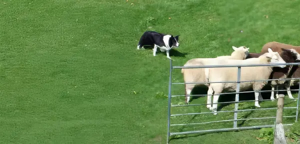 Sheepdog Experience in Yorkshire