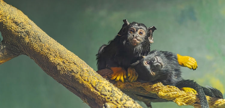 Tamarin Monkey Experience in Essex