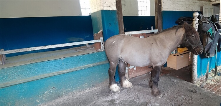 Traditional Farm & Horse Experience York