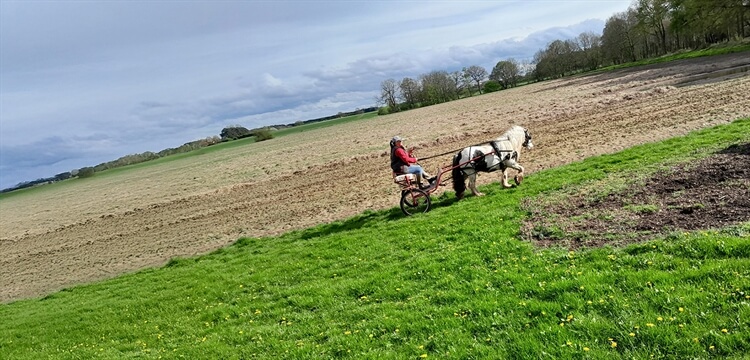 Two Wheeler Horse Cart Driving Experience