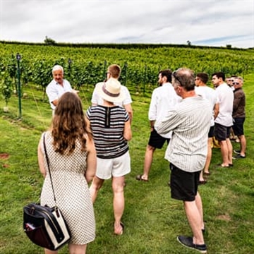 Wellhayes Vineyard Tour for Two with Cream Tea