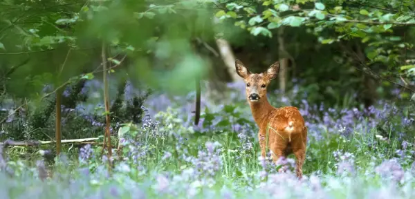 Wildlife Experience in West Sussex