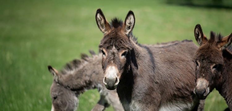 Winter with Donkeys